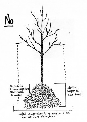 Mulching Trees Correctly | The Marple Tree Commission