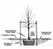 Planting Your Tree Correctly | The Marple Tree Commission